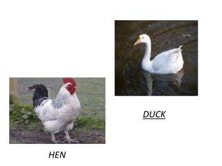 HEN
DUCK
 