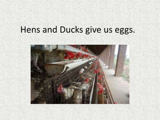 Hens and Ducks give us eggs.
 