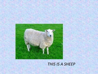 THIS IS A SHEEP
 