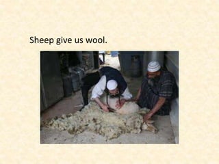 Sheep give us wool.
 