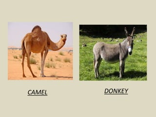 CAMEL DONKEY
 