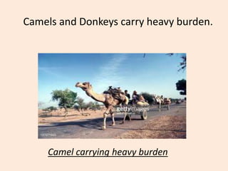 Camels and Donkeys carry heavy burden.
Camel carrying heavy burden
 