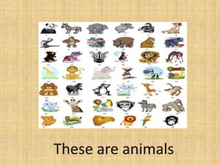 These are animals
 