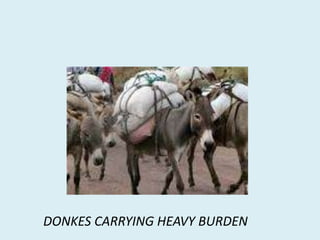 DONKES CARRYING HEAVY BURDEN
 