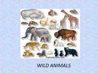 WILD ANIMALS
 