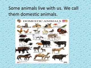 Some animals live with us. We call
them domestic animals.
 