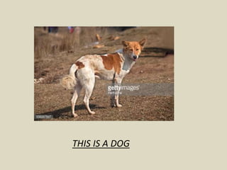 THIS IS A DOG
 