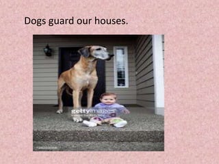Dogs guard our houses.
 