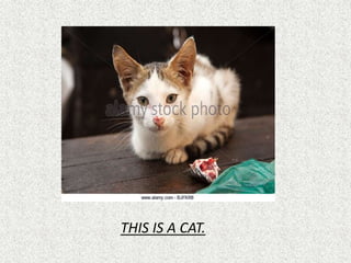 THIS IS A CAT.
 