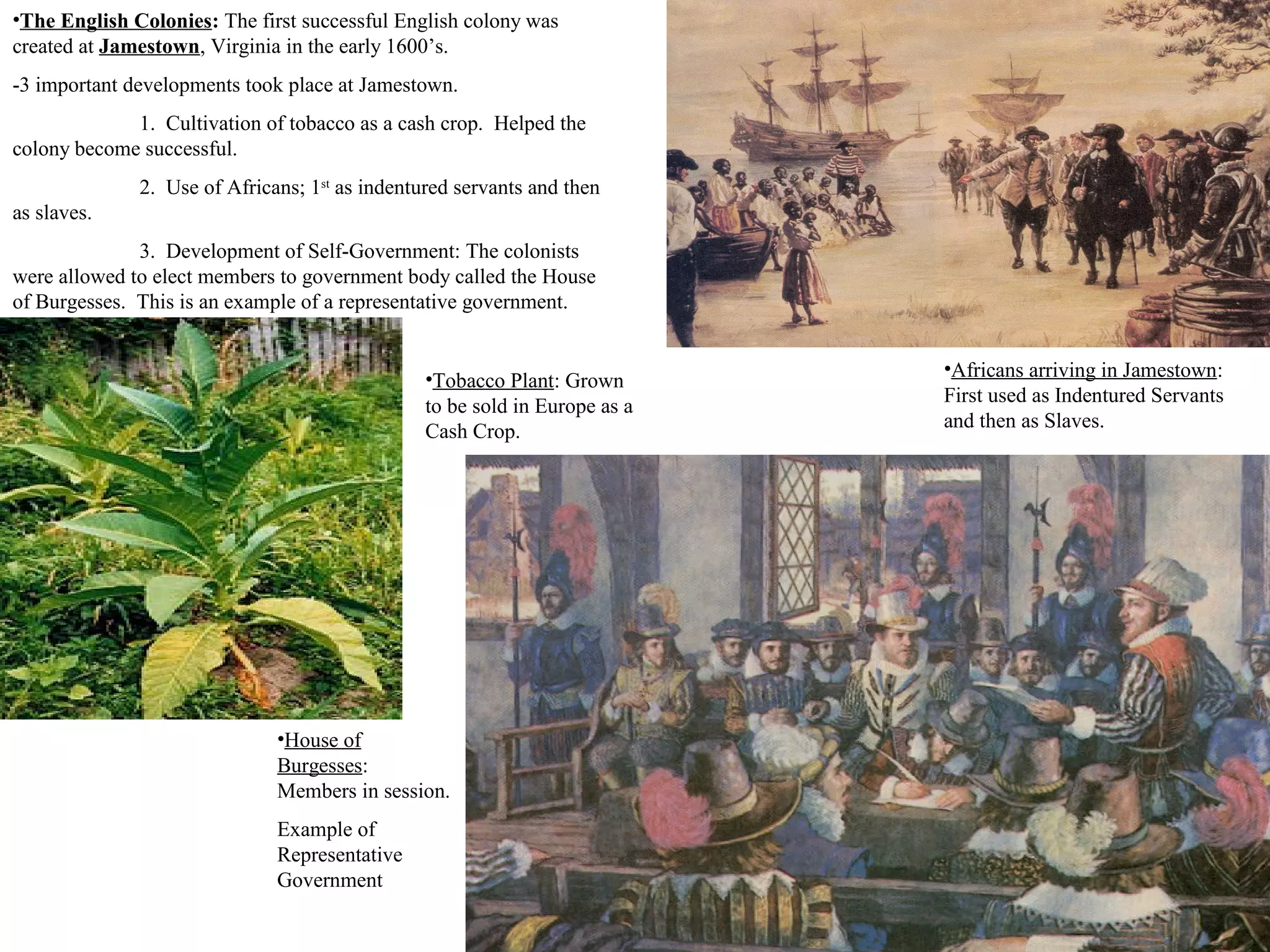•The English Colonies: The first successful English colony was
created at Jamestown, Virginia in the early 1600’s.
-3 important developments took place at Jamestown.
1. Cultivation of tobacco as a cash crop. Helped the
colony become successful.
2. Use of Africans; 1st
as indentured servants and then
as slaves.
3. Development of Self-Government: The colonists
were allowed to elect members to government body called the House
of Burgesses. This is an example of a representative government.
•Tobacco Plant: Grown
to be sold in Europe as a
Cash Crop.
•Africans arriving in Jamestown:
First used as Indentured Servants
and then as Slaves.
•House of
Burgesses:
Members in session.
Example of
Representative
Government
 