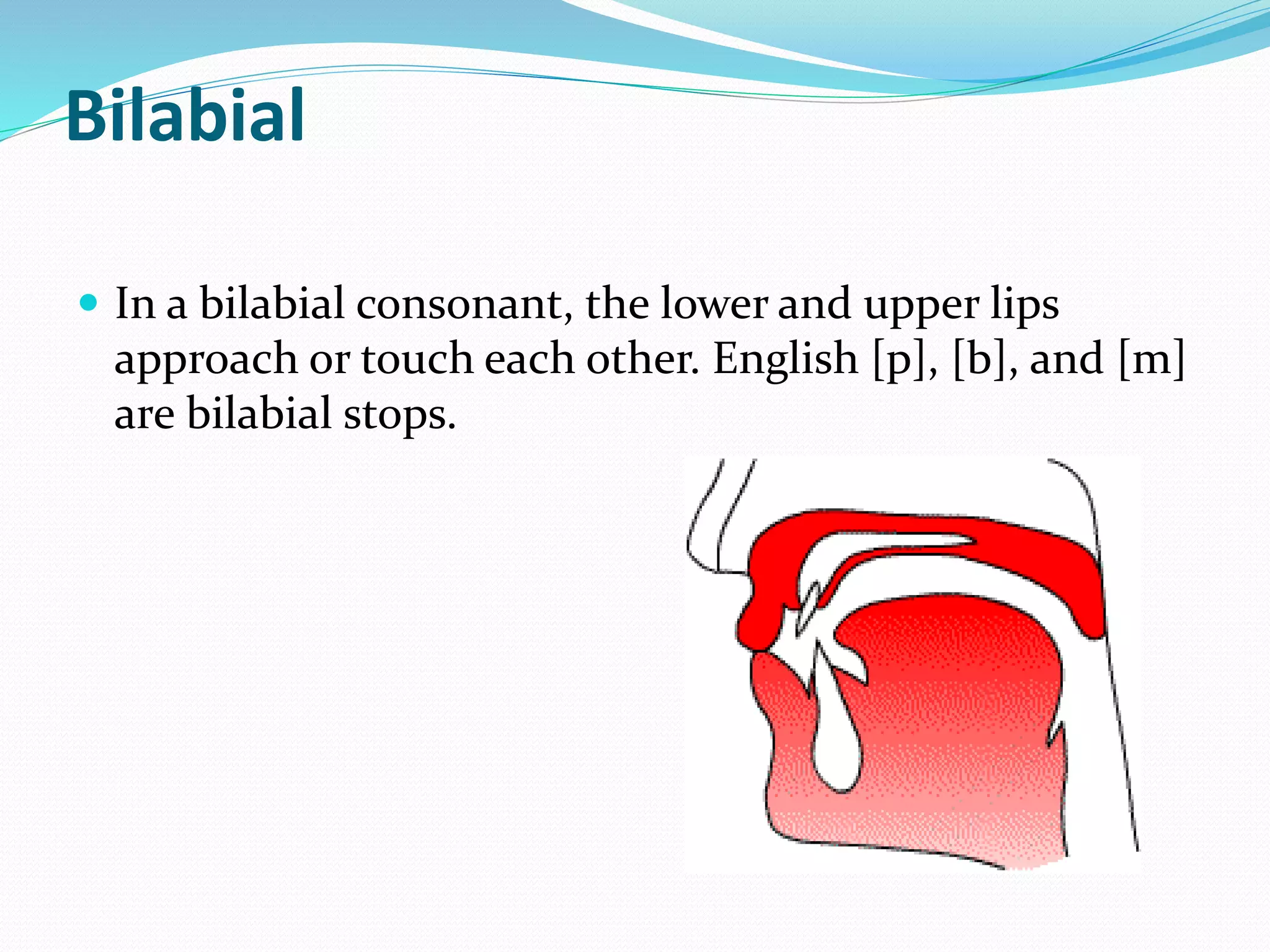 Bilabials Examples English consonants and classification | PPTX