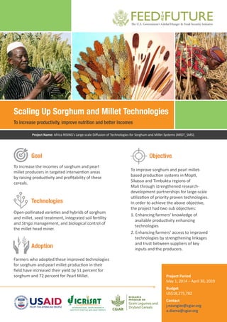 Scaling Up Sorghum and Millet Technologies
To increase productivity, improve nutrition and better incomes
To increase the incomes of sorghum and pearl
millet producers in targeted intervention areas
by raising productivity and profitability of these
cereals.
Goal
To improve sorghum and pearl millet-
based production systems in Mopti,
Sikasso and Timbuktu regions of
Mali through strengthened research-
development partnerships for large-scale
utilization of priority proven technologies.
In order to achieve the above objective,
the project had two sub objectives:
1. Enhancing farmers’ knowledge of
available productivity enhancing
technologies
2. Enhancing farmers’ access to improved
technologies by strengthening linkages
and trust between suppliers of key
inputs and the producers.
Open-pollinated varieties and hybrids of sorghum
and millet, seed treatment, integrated soil fertility
and Striga management, and biological control of
the millet head miner.
Farmers who adopted these improved technologies
for sorghum and pearl millet production in their
field have increased their yield by 51 percent for
sorghum and 72 percent for Pearl Millet.
Objective
Technologies
Adoption
Project Period
May 1, 2014 – April 30, 2019
Budget
US$18,275,782
Contact
j.nzungize@cgiar.org
a.diama@cgiar.org
Project Name: Africa RISING’s Large-scale Diffusion of Technologies for Sorghum and Millet Systems (ARDT_SMS).
 