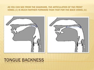 AS YOU CAN SEE FROM THE DIAGRAMS, THE ARTICULATION OF THE FRONT
 VOWEL [I:] IS MUCH FARTHER FORWARD THAN THAT FOR THE BACK VOWEL [U].




TONGUE BACKNESS
 