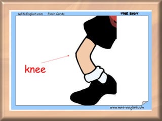 knee 
