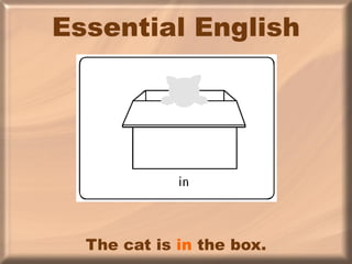 Essential English The cat is  in  the box. 
