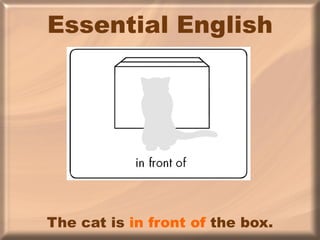 Essential English The cat is  in front of  the box. 