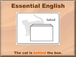 Essential English The cat is  behind  the box. 