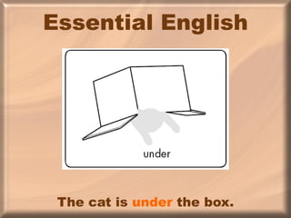 Essential English The cat is  under  the box. 