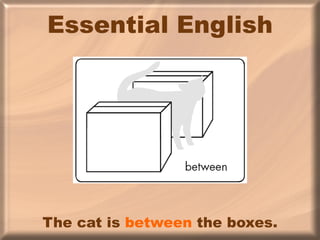 Essential English The cat is  between  the boxes. 