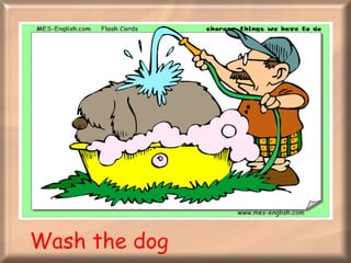 Wash the dog 