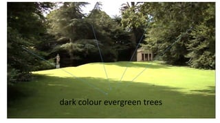 dark colour evergreen trees
 
