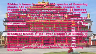 Sikkim is home to around 5,000 species of flowering
plants, 515 rare orchids, 60 primula species, 36
rhododendron species, 11 oak varieties, 23 bamboo
varieties, 16 conifer species, 362 types of ferns and
ferns allies, 8 tree ferns, and over 900 medicinal
plants. A relative of the Poinsettia, locally known as
"Christmas Flower", can be found in abundance in
the mountainous state. The Noble Dendrobium is the
official flower of Sikkim, while the rhododendron is
the state tree. Orchids, figs, laurel, bananas, sal
trees and bamboo grow in the Himalayan subtropical
broadleaf forests of the lower altitudes of Sikkim. In
the temperate elevations above 1,500 metres (4,900
ft) there are Eastern Himalayan broadleaf forests,
where oaks, chestnuts, maples, birches, alders, and
magnolias grow in large numbers, as well as
Himalayan subtropical pine forests, dominated by
Chir pine.
 