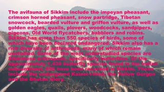 The avifauna of Sikkim include the impeyan pheasant,
crimson horned pheasant, snow partridge, Tibetan
snowcock, bearded vulture and griffon vulture, as well as
golden eagles, quails, plovers, woodcocks, sandpipers,
pigeons, Old World flycatchers, babblers and robins.
Sikkim has more than 550 species of birds, some of
which have been declared endangered. Sikkim also has a
rich diversity of arthropods, many of which remain
unstudied. Some of the most understudied species are
Sikkimese arthropods, specifically butterflies. Of the
approximately 1,438 butterfly species found in the Indian
subcontinent, 695 have been recorded in Sikkim. These
include the endangered Kaiser-i-hind, the Yellow Gorgon
and the Bhutan Glory.
 