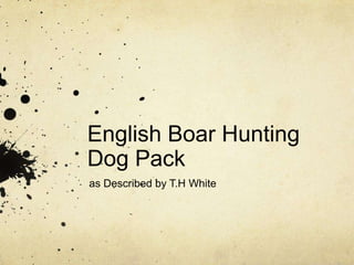 English Boar Hunting 
Dog Pack 
as Described by T.H White 
 