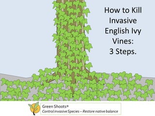 How to Kill
Invasive
English Ivy
Vines:
3 Steps.
 