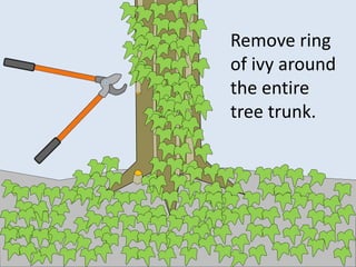 Remove ring
of ivy around
the entire
tree trunk.
 