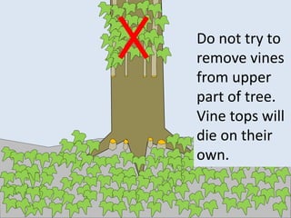 Do not try to
remove vines
from upper
part of tree.
Vine tops will
die on their
own.
 