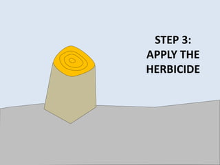 STEP 3:
APPLY THE
HERBICIDE
 