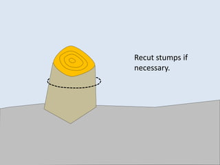 Recut stumps if
necessary.
 