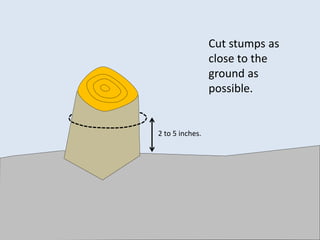 Cut stumps as
close to the
ground as
possible.
2 to 5 inches.
 