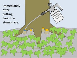 Immediately
after
cutting,
treat the
stump face.
 