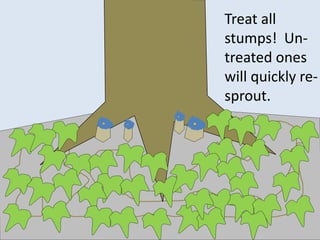 Treat all
stumps! Un-
treated ones
will quickly re-
sprout.
 