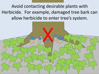 Avoid contacting desirable plants with
Herbicide. For example, damaged tree bark can
allow herbicide to enter tree’s system.
 