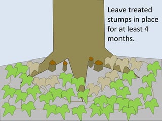 Leave treated
stumps in place
for at least 4
months.
 