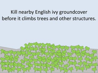 Kill nearby English ivy groundcover
before it climbs trees and other structures.
 
