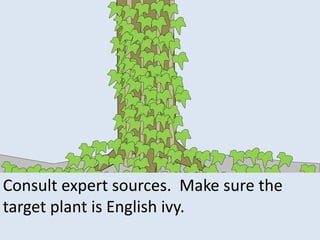 Consult expert sources. Make sure the
target plant is English ivy.
 