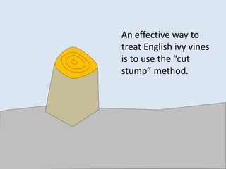 An effective way to
treat English ivy vines
is to use the “cut
stump” method.
 