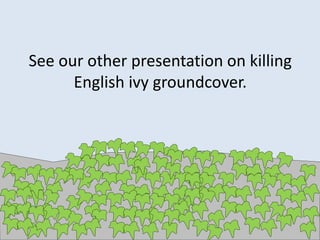 See our other presentation on killing
English ivy groundcover.
 