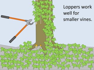 Loppers work
well for
smaller vines.
 