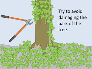 Try to avoid
damaging the
bark of the
tree.
 