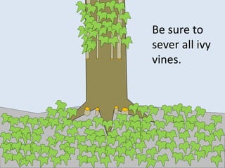 Be sure to
sever all ivy
vines.
 