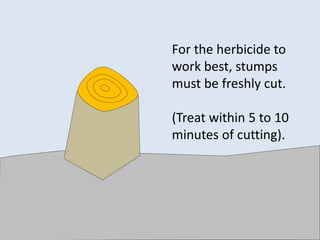 For the herbicide to
work best, stumps
must be freshly cut.
(Treat within 5 to 10
minutes of cutting).
 