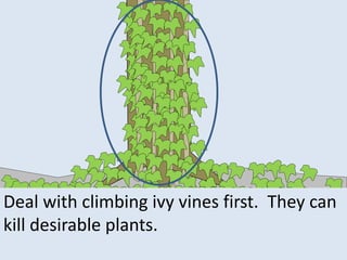 Deal with climbing ivy vines first. They can
kill desirable plants.
 