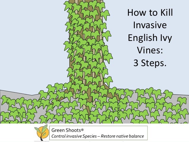 how to poison a how to kill vines 3 steps how to poison a how to kill vines 3 steps