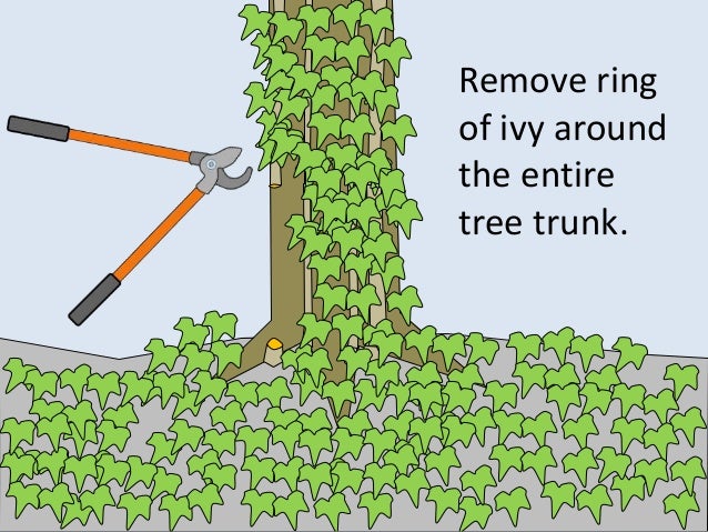 How To Kill English Ivy Vines 3 Steps