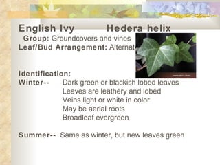 English Ivy Hedera helix   Group:  Groundcovers and vines Leaf/Bud Arrangement:  Alternate Identification: Winter-- Dark green or blackish lobed leaves Leaves are leathery and lobed Veins light or white in color May be aerial roots Broadleaf evergreen   Summer--   Same as winter, but new leaves green   